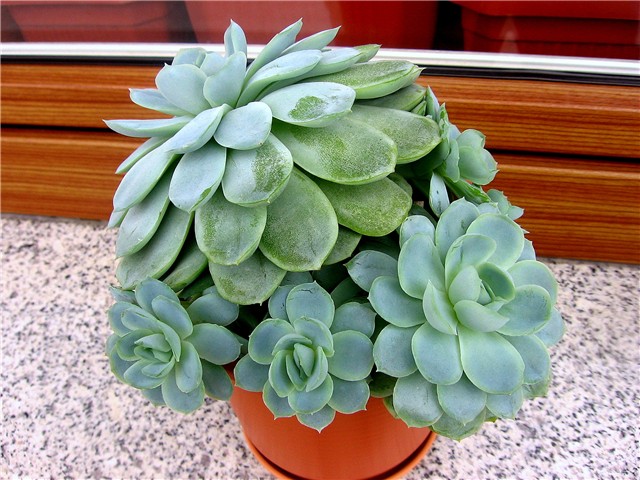 Echeveria elegans